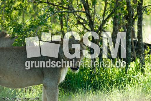 Löwen (36 von 69).jpg